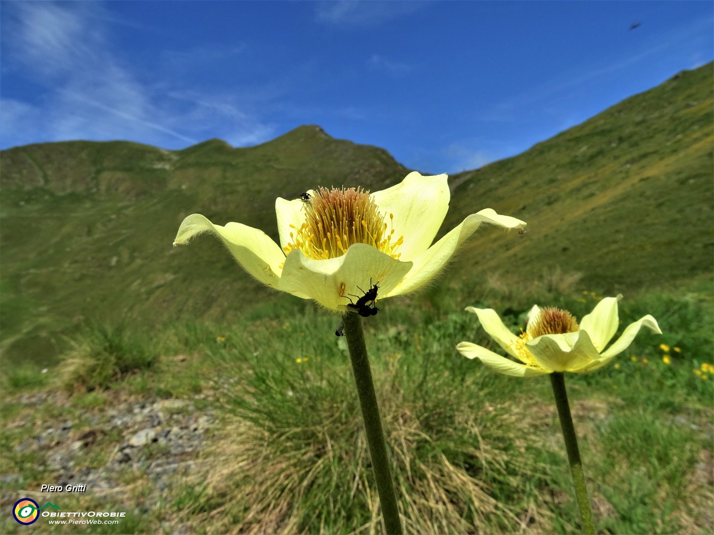 29 Pulsatilla alpina sulfurea (Pulsatilla sulphurea).JPG